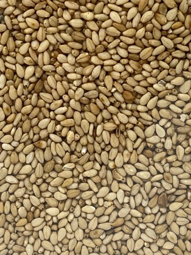 Assi Brand Roasted Sesame Seeds 16 Oz (453 g) - CoCo Island Mart
